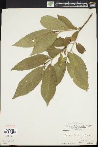 Prunus persica image