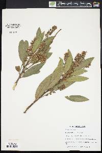 Prunus laurocerasus image