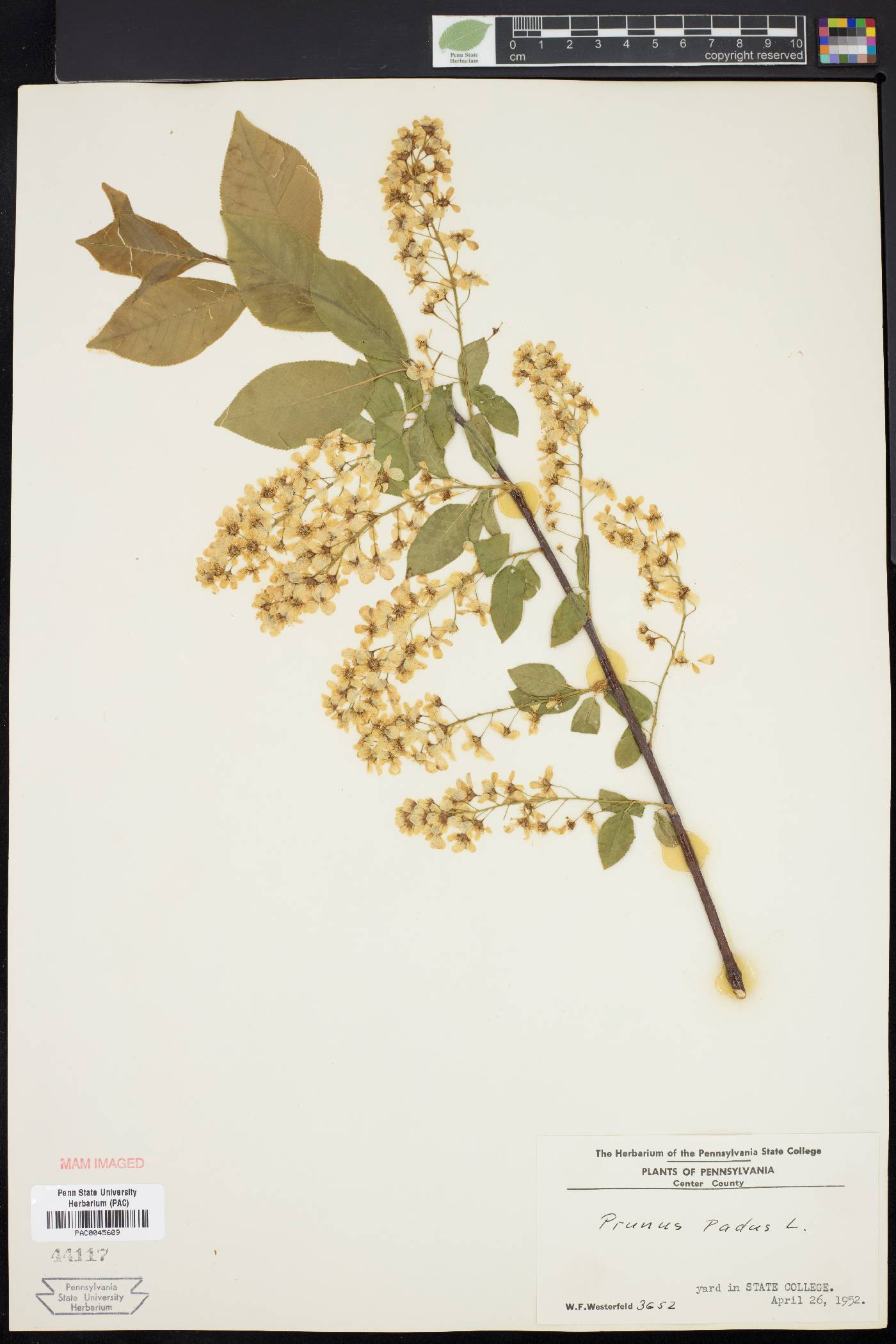 Prunus padus image