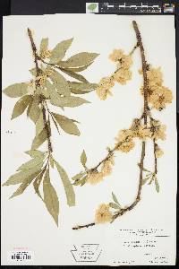 Prunus persica image