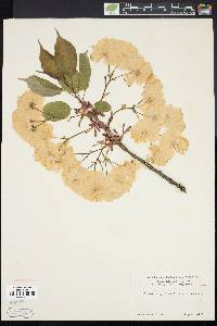 Image of Prunus clarofolia