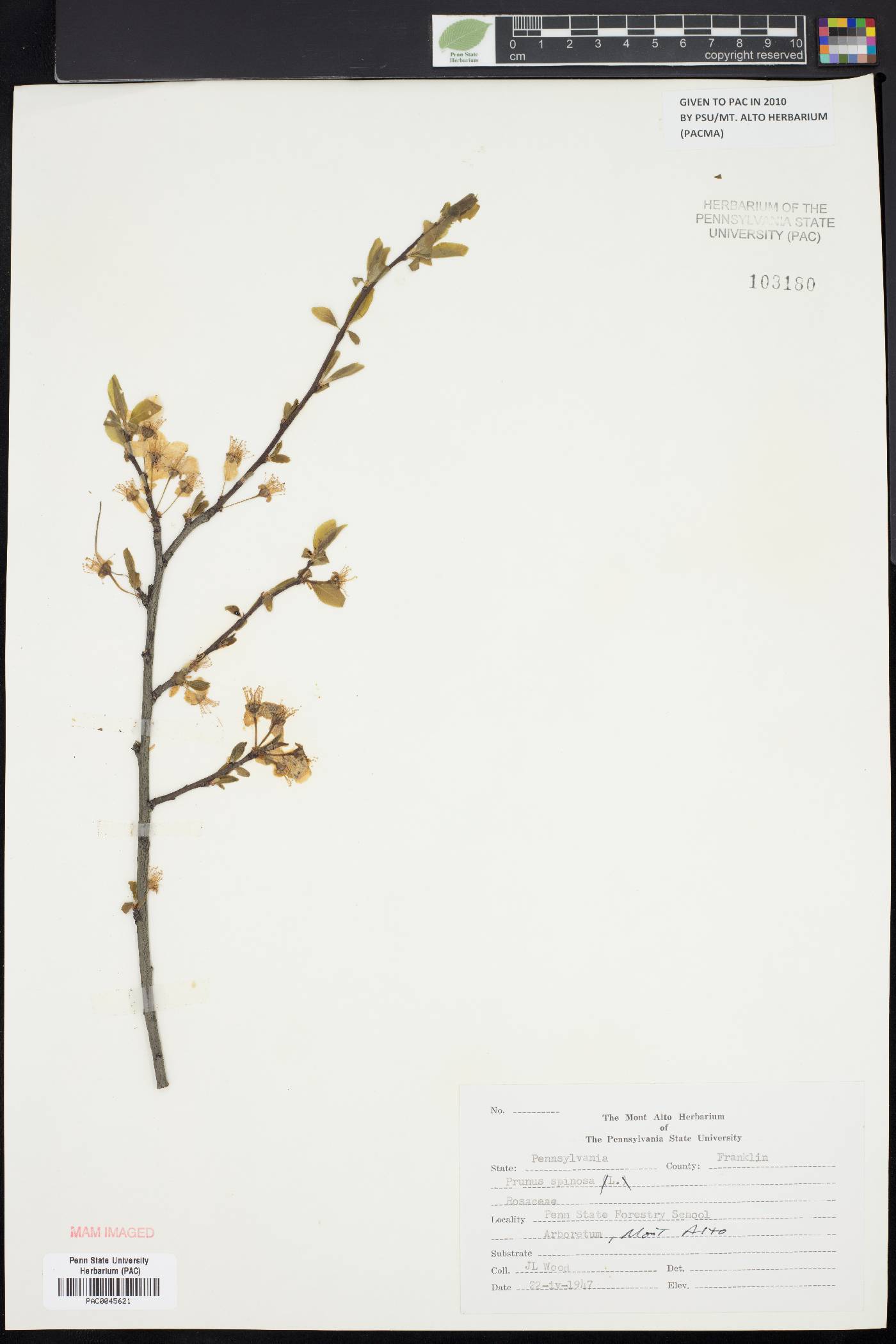 Prunus spinosa image