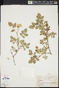 Rosa canina image