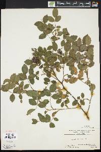 Rosa canina image