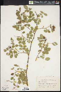 Rosa canina image