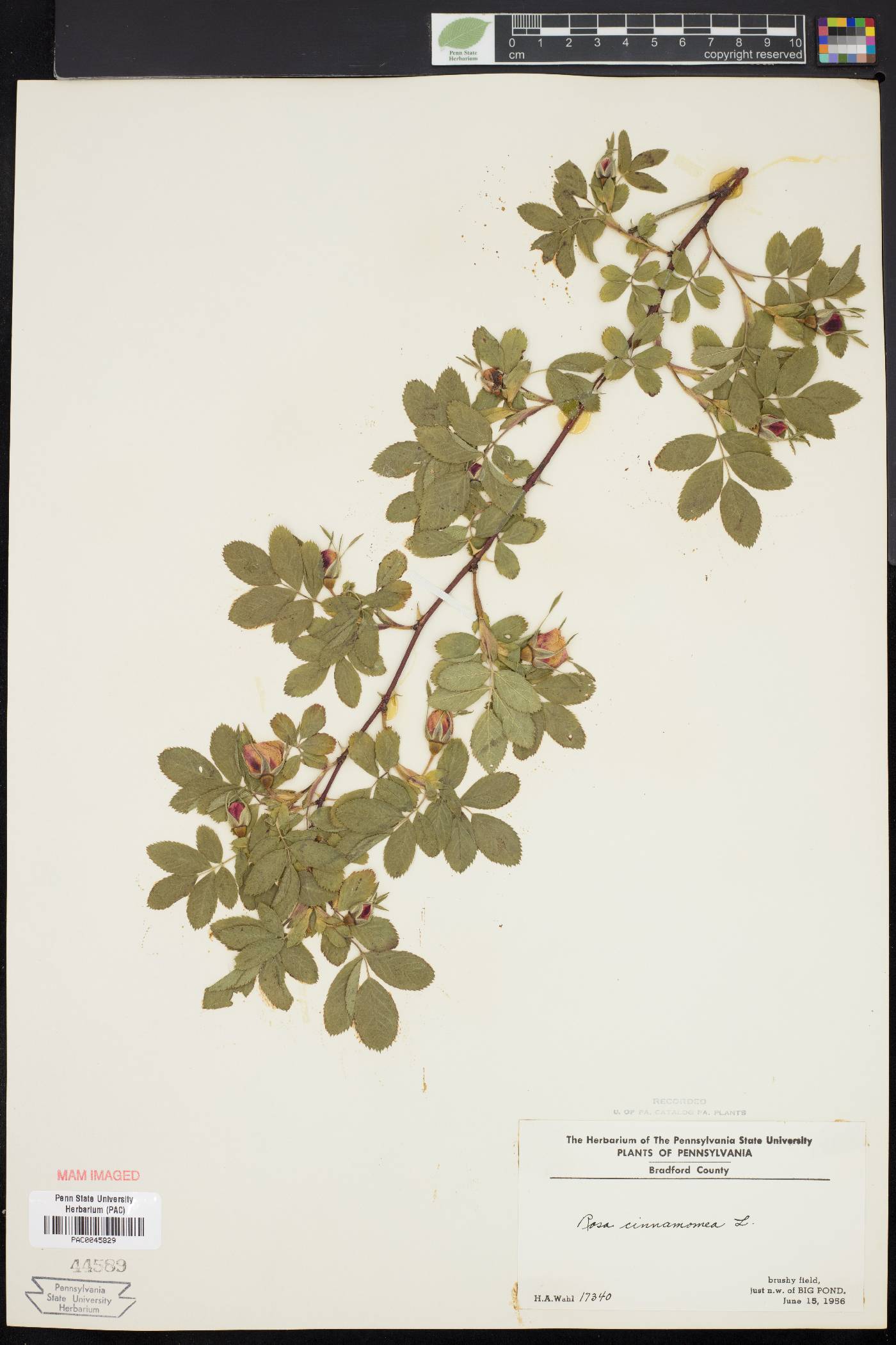 Rosa cinnamomea image