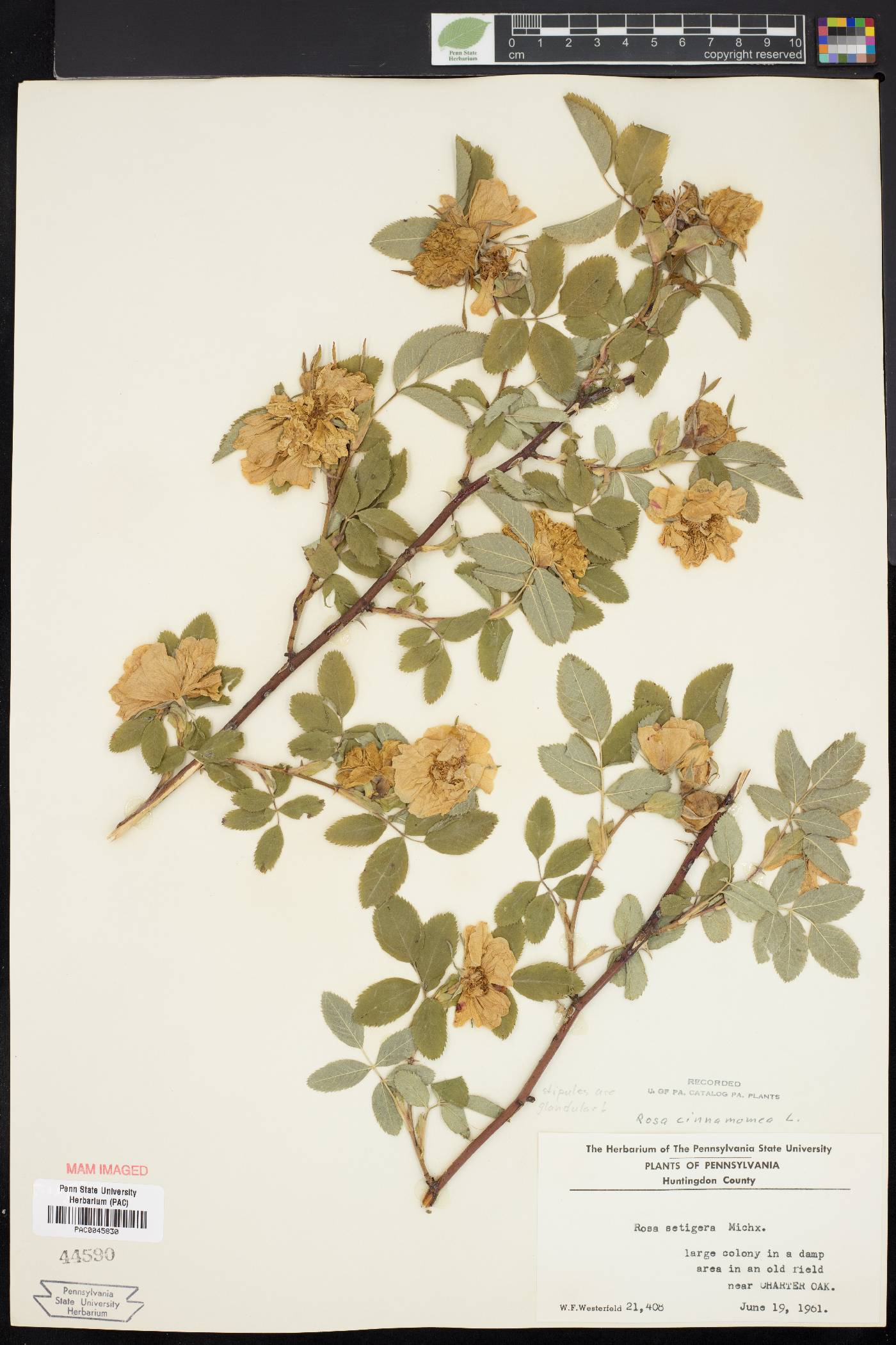 Rosa cinnamomea image