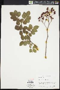 Rosa multiflora image