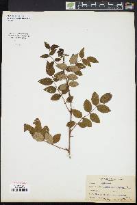 Image of Rosa macrophylla