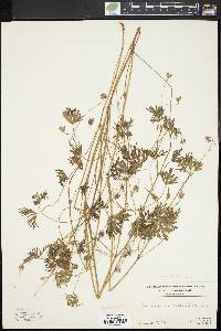 Geranium columbinum image