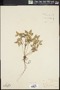 Geranium robertianum image