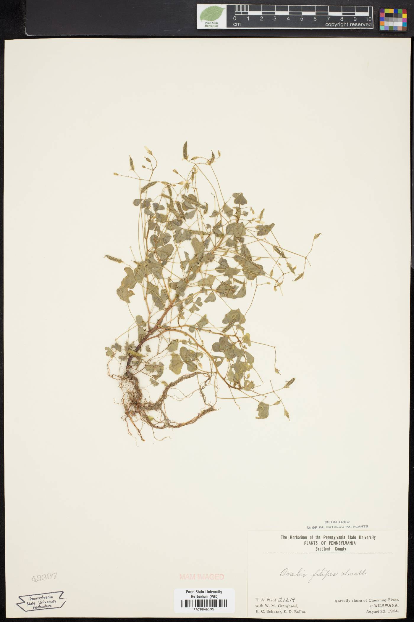 Oxalis florida image
