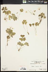 Oxalis montana image