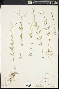 Linum virginianum image