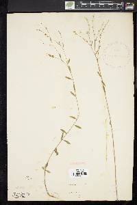 Linum virginianum image