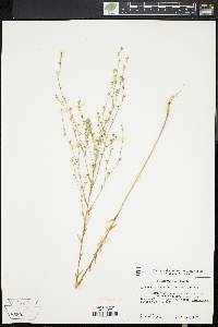 Linum virginianum var. medium image