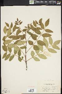 Zanthoxylum americanum image