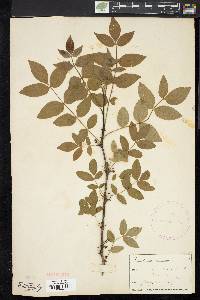 Zanthoxylum americanum image