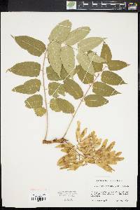 Ailanthus altissima image