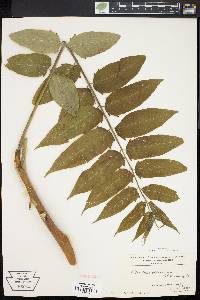 Ailanthus altissima image