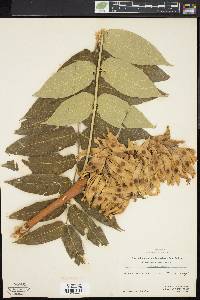 Ailanthus altissima image