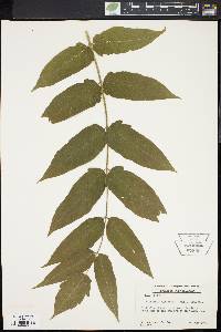 Ailanthus altissima image