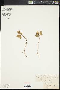 Polygala pauciflora image