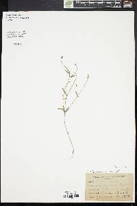 Polygala verticillata image