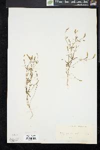 Polygala verticillata image