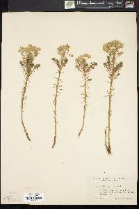 Euphorbia cyparissias image