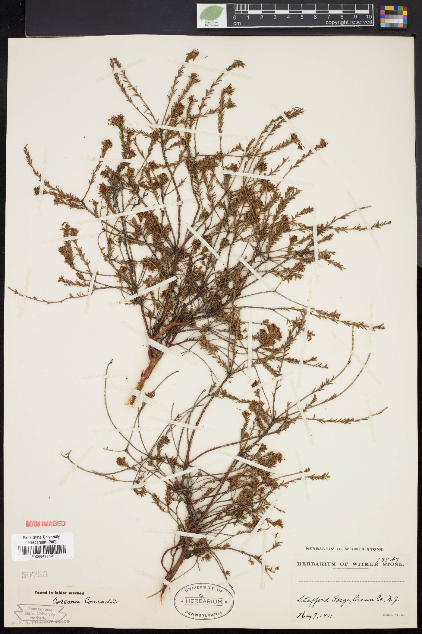 Corema conradii image