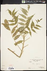 Rhus typhina image