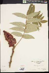 Rhus typhina image