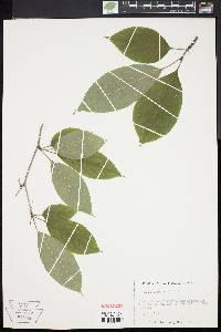 Ilex montana image