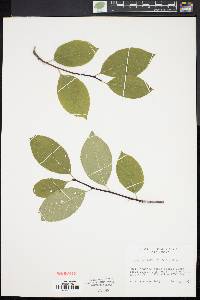 Ilex montana image