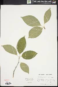 Ilex montana image