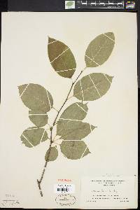 Ilex montana image