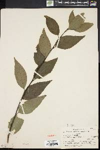 Ilex montana image