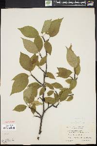 Ilex montana image