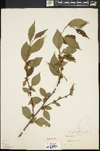 Ilex montana image