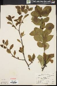 Ilex montana image