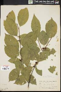 Ilex montana image