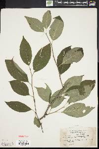 Ilex montana image