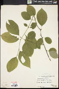 Ilex montana image