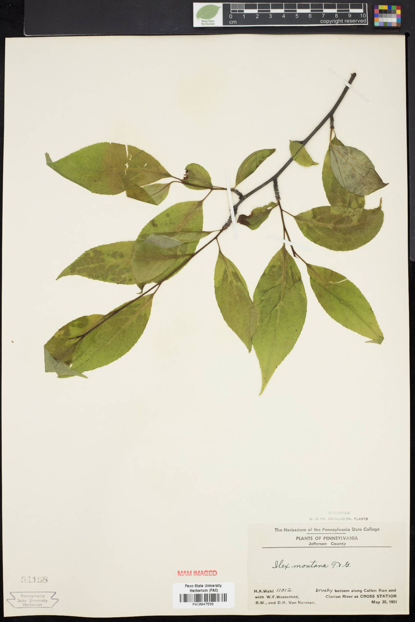 Ilex montana image