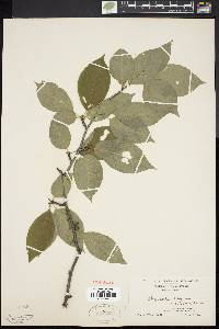 Ilex montana image