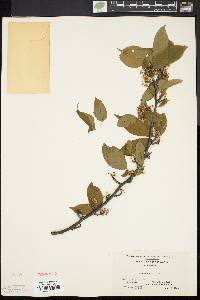 Ilex montana image