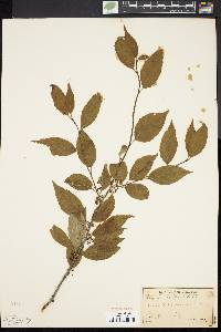 Ilex montana image