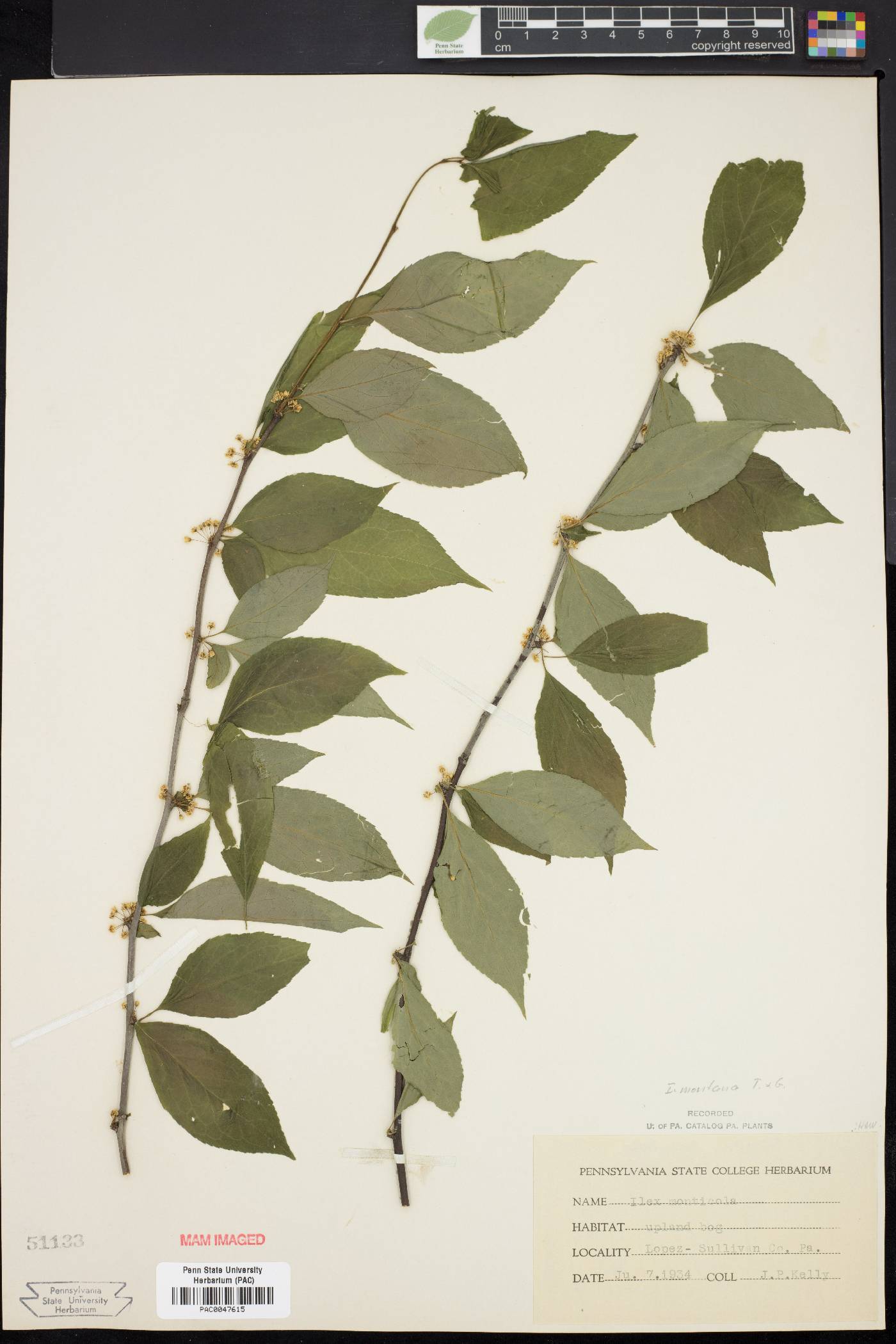 Ilex montana image