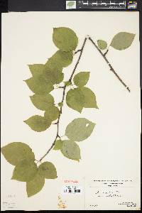 Ilex montana image